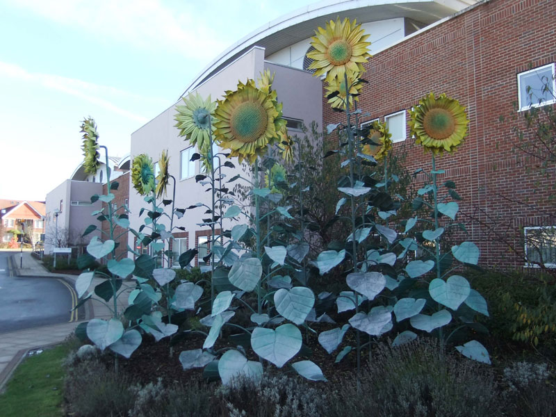 Sunflowers
