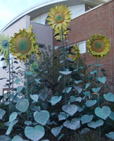 Sunflowers