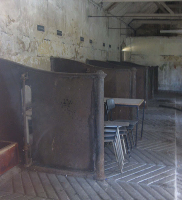 Cattle stalls in the dairy