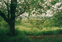 Rookery field