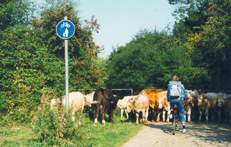 Cattle