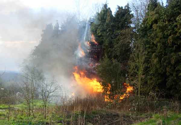 Fire in trees