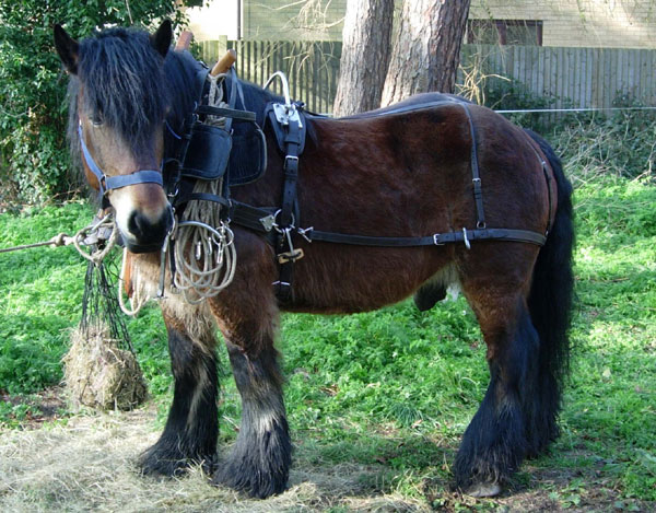 Horse