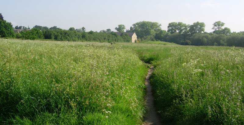 Footpath through meadow