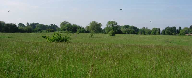 Meadow in summer