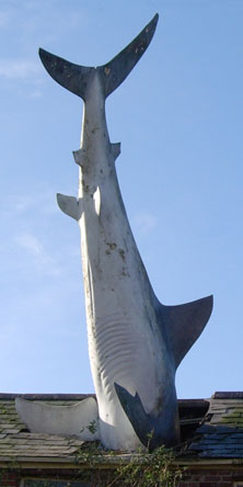 Shark