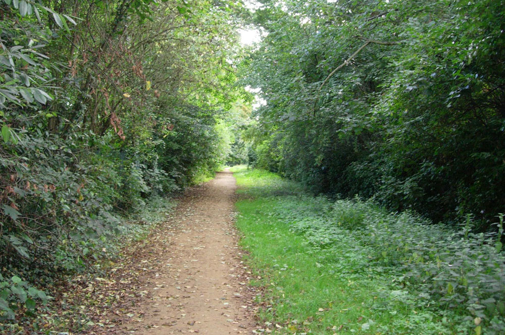 Cuckoo Lane in summer